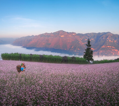 Ha Giang Buckwheat Flower Season: Best Travel Spots & Tips