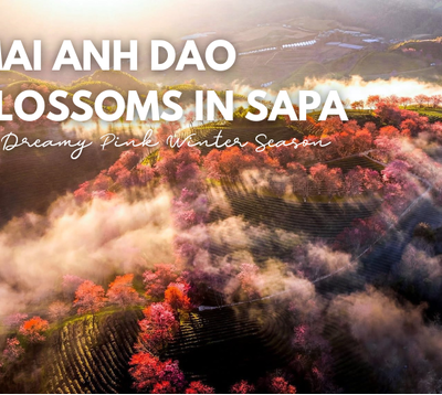Mai Anh Dao Blossoms in Sapa – A Dreamy Pink Winter Season
