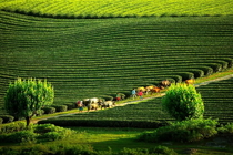 5 Days Northern Vietnam Rice Terrace