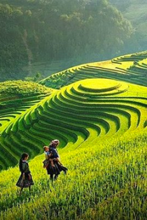 Sapa
