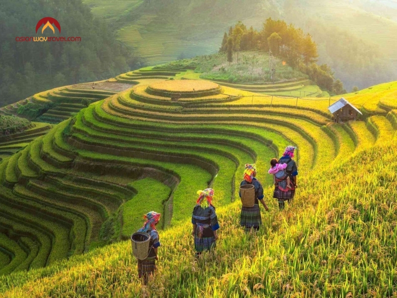 Trek Through the Rice Terraces of Sapa