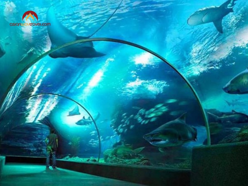 Visit SEA LIFE Bangkok Ocean World