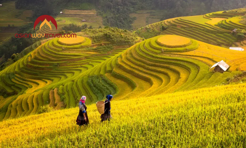Golden terraced rice fields in Vietnam