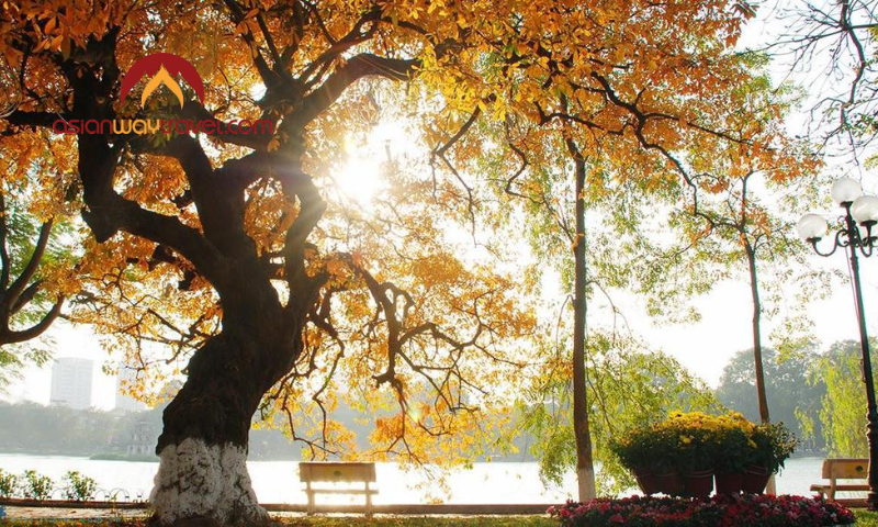Golden autumn in Vietnam