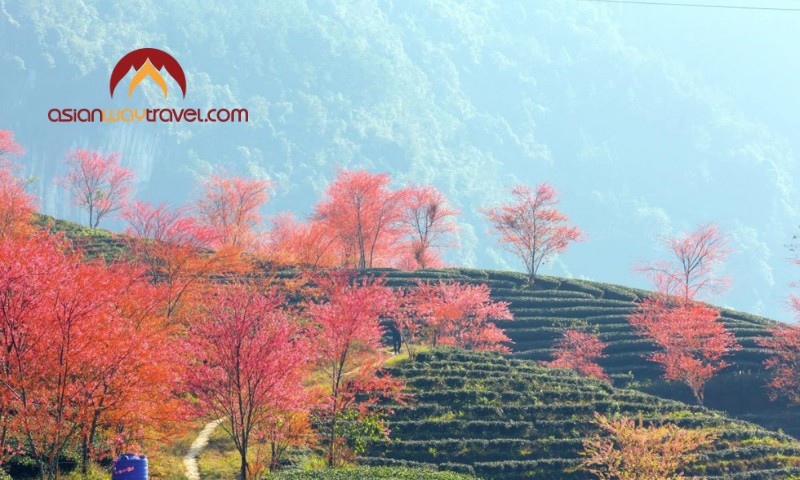 Spring blossoms in Vietnam