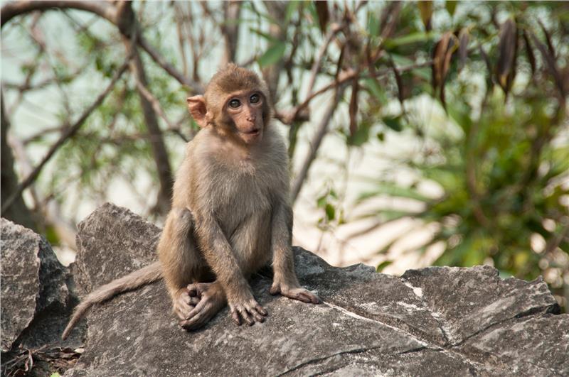 things to do in cat ba island -Monkey on the island