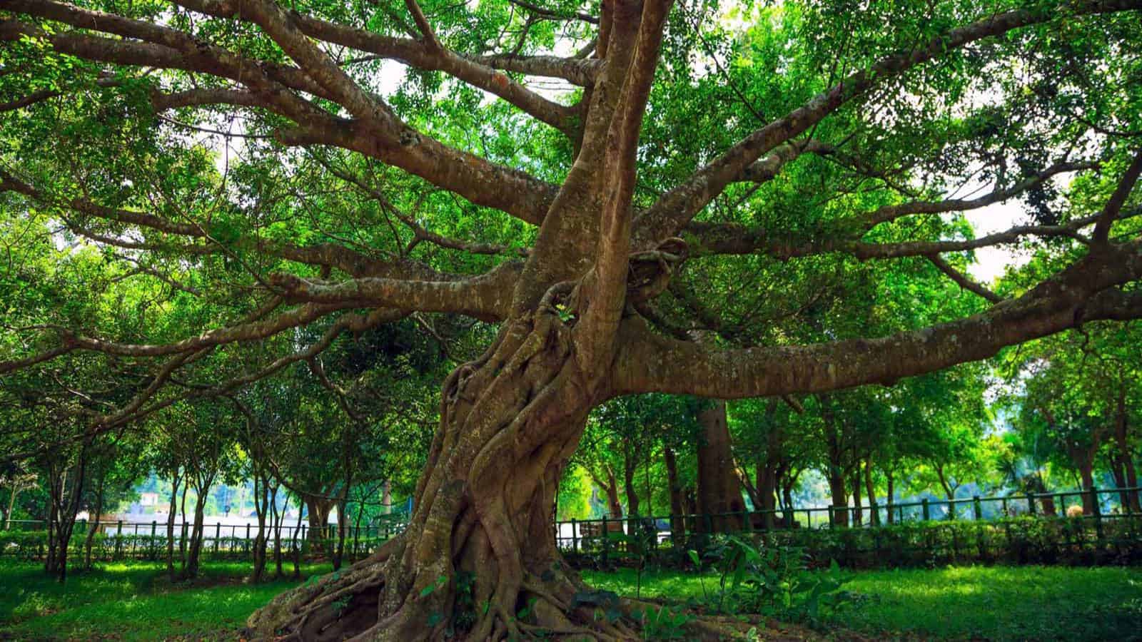 ninh binh vietnam travel - cuc-phuong-national-park