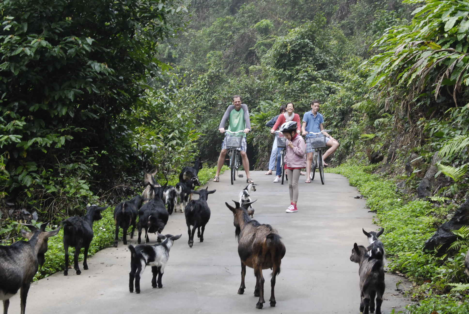 Cat Ba Island - Cat Bat National park