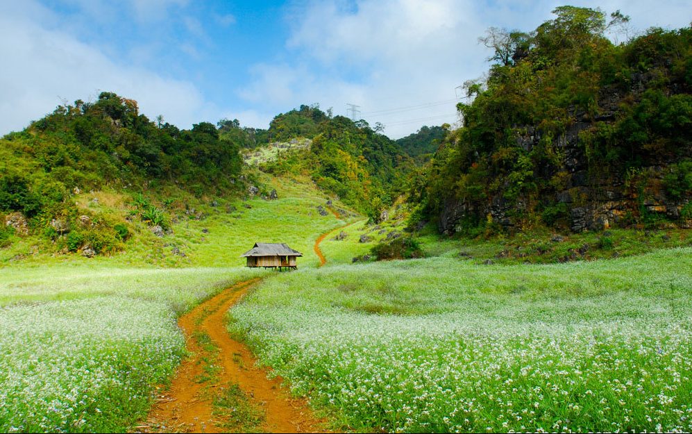 moc chau vietnam ba phach cauliflower