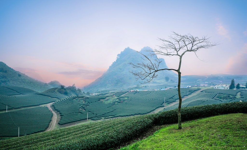 moc chau vietnam tea hills