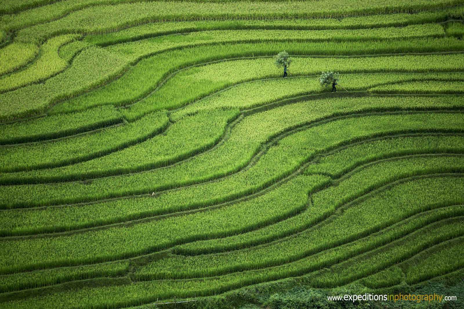 mu cang chai vietnam