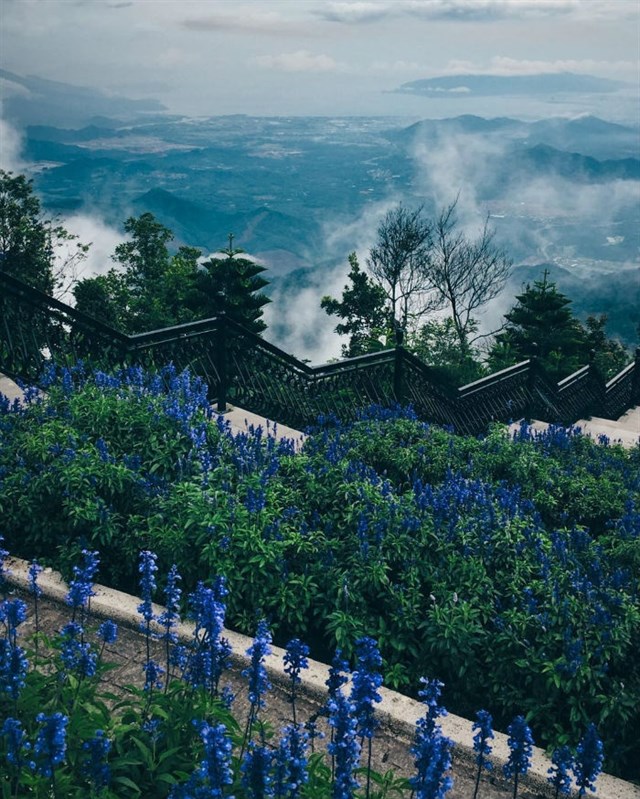 Bana Hills - Lavender Garden