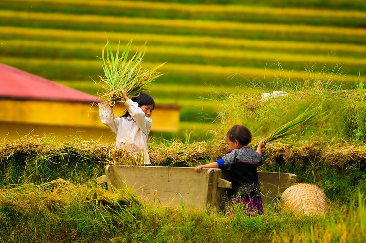 mu cang chai