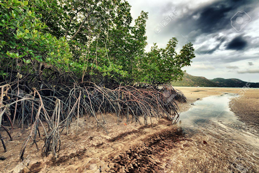mangrove ecosystem in Con Dao Island - Southern Vietnam Itinerary